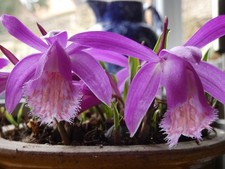 Pleione Bulbs  5 Flowering Size Bulbs