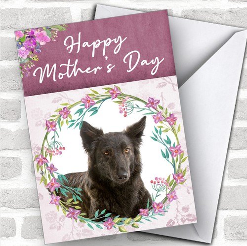 Dutch shepherd dog traditional - dog,