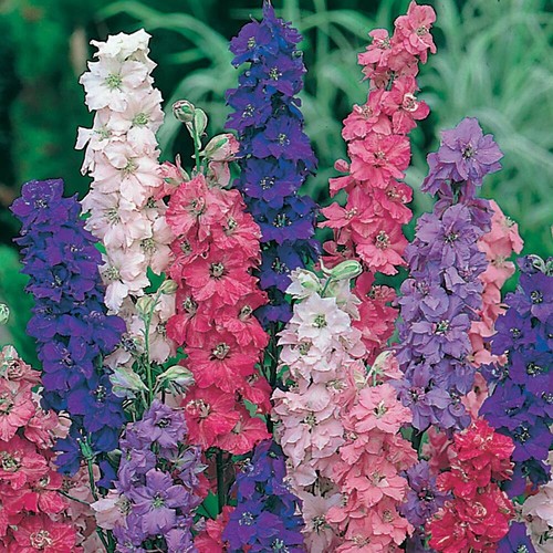 1800 seeds larkspur - larkspur, imperial