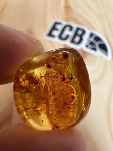 Baltic amber with insect - amber,