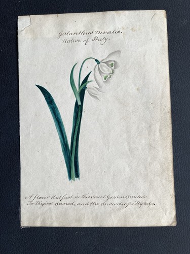Small original 1830s - , botanical