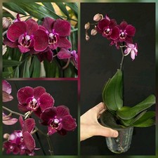 Phalaenopsis "Anthura
