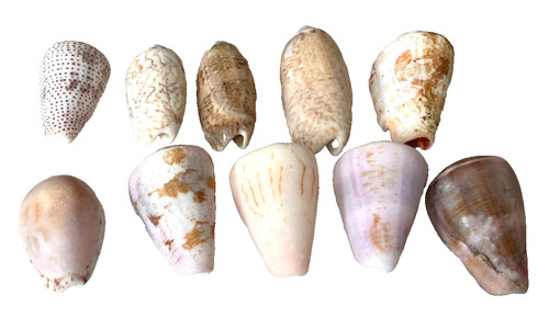 Vintage seashell lot - seashell, cone