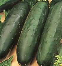 CUCUMBER MARKETMORE 76   -  100 FINEST SEEDS (INDOOR & OUTDOOR)