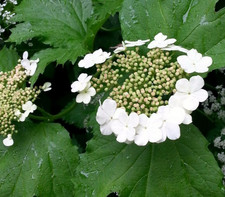 Guelder rose viburnum opulus - rose,,