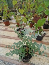 Eucalyptus urnigera, Urn Gum, Like Cider Gum Plant  2Litre Pot