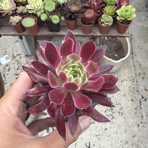 Aeonium fire cracker var - , width