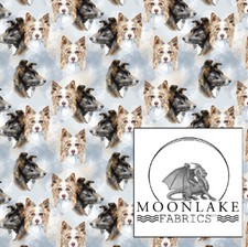  Dogs Border Collie Heads