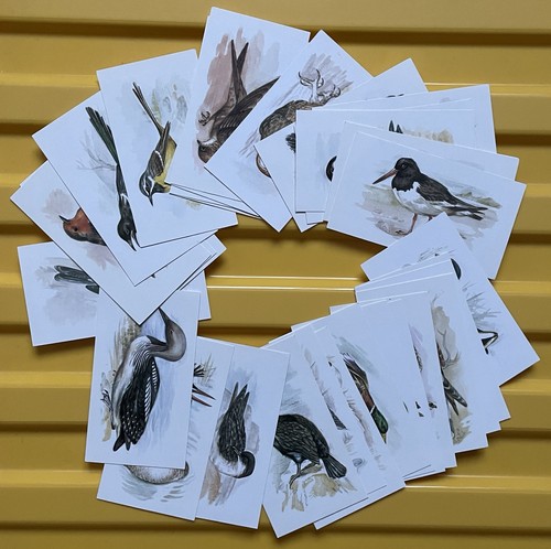 Grandee british birds - grandee,