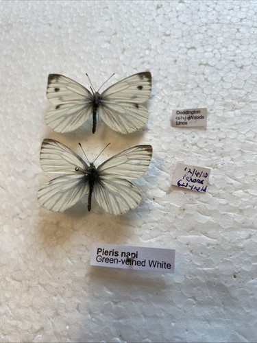 Green veined white butterfly - green,