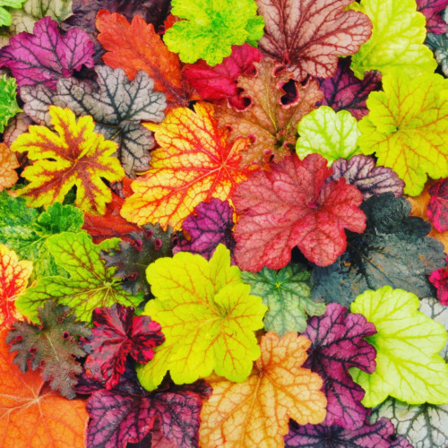 Heuchera varieties plant - varieties, 1