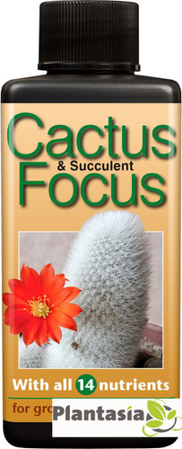 Cactus and succulent focus - and,