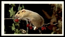 Grandee Britain's Nocturnal Wildlife 1987 Dormouse Muscardinus avellanarius No.4