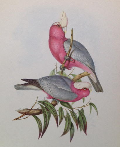 Old original lithograph - old,