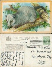 Opossum Tucks Wild Animals No