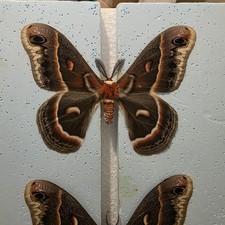 Hyalophora Cecropia The Robin