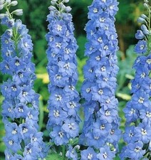 Delphinium Pacific Summer