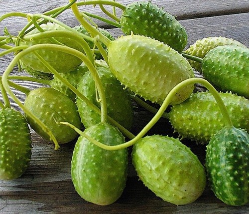 Anguria cucumber west - -, indian