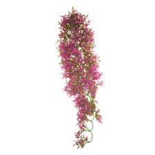 Betta terra pink - betta,