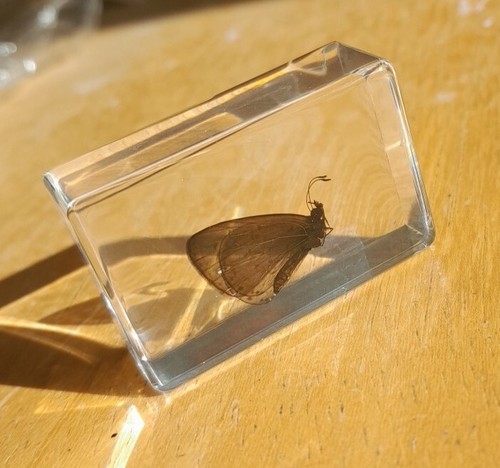 Real butterfly bug insect - real,