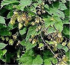 Herb -  Hop - 40 Seeds