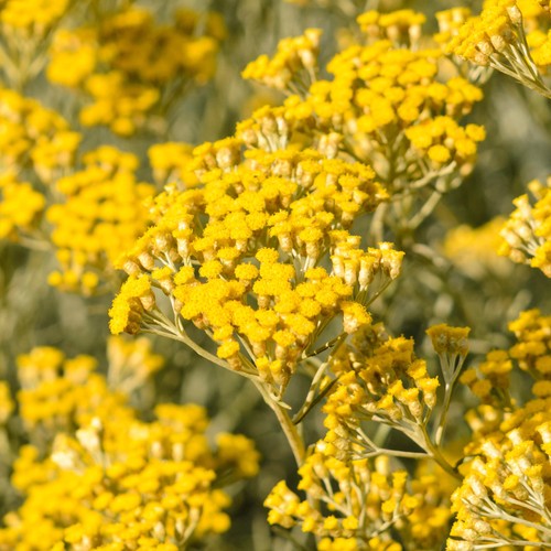 Curry plant helichrysum - plant,