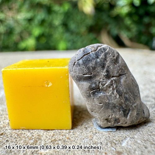 Genuine fossil crab fragment - ,
