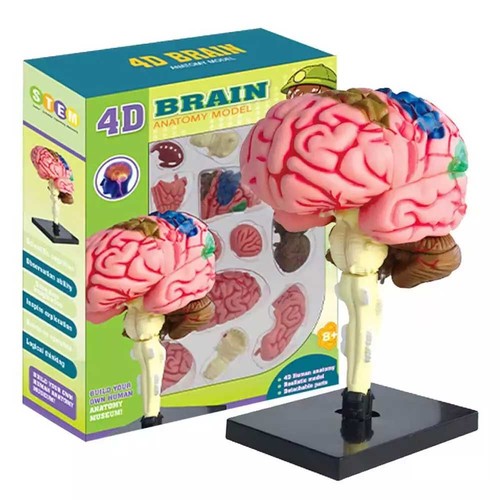 Color coded human - color-coded, brain