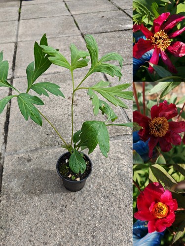 Paeonia delavayi red flower - red,