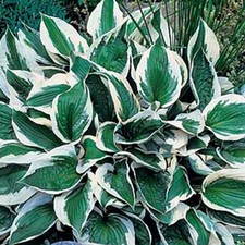 Pack x6 Hosta 'Patriot'