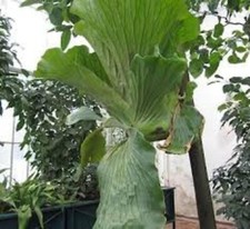 Platycerium STEMARIA