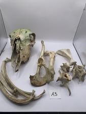 Sheep Skull Taxidermy Art