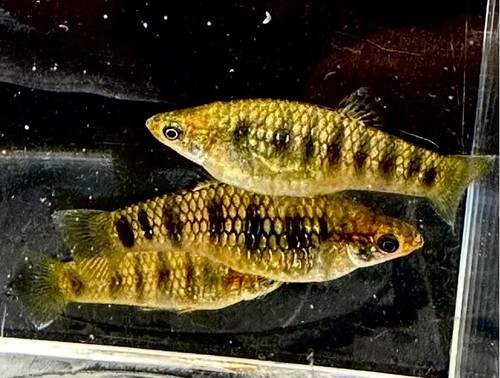 Rare tiger limia - tiger,
