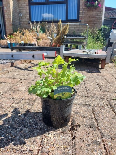 Heuchera lime marmalade 5l - heuchera,
