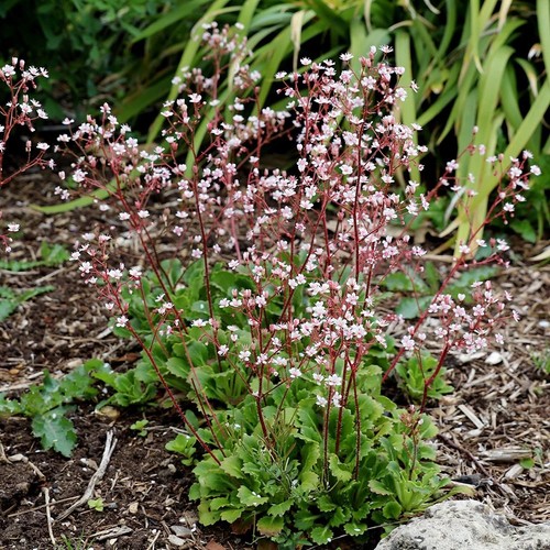 Saxifraga london pride - saxifraga, pride”
