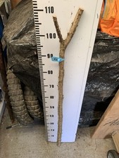 HAZEL SHANK WALKING STICK Thumb Stick  Lot 24