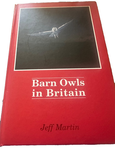 Barn owls britain martin - britain,