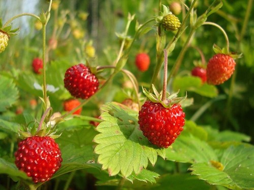 Musk strawberry fragaria - musk,