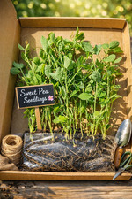19 Sweet Pea Seedling Plants