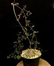 Cyphostemma montagnacii,Madgascar,Caudex,Euphorbia,Succulent Plants