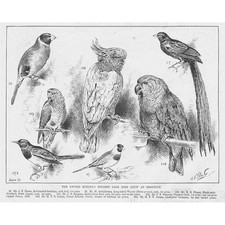 BRIGHTON The United Kingdom Foreign Cage Bird Show - Antique Print 1893