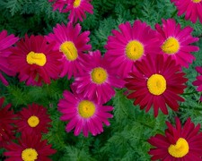 6 Pyrethrum Robinsons Red  Hardy Chrysanthemum Herbaceous Perennial Plug Plants