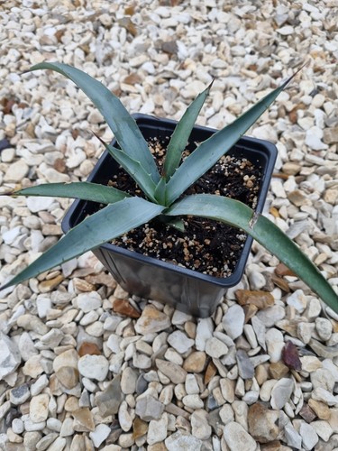 Hardy agave macroacantha - agave, x1
