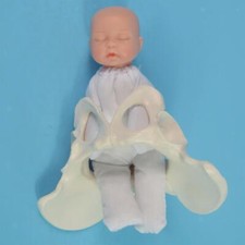 Female Pelvis Model with