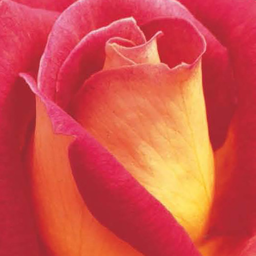 Garden roses plants bare root - roses,
