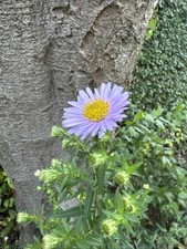 Bare Root Perennial aster