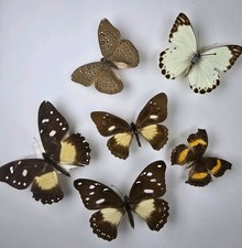 Real Butterfly Collection X 6