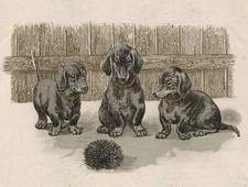 DACHSHUND CHARMING DOG GREETINGS NOTE CARD THREE BEAUTIFUL DOGS AND HEDGEHOG