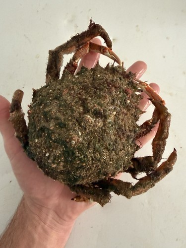 Spider peeler crab sea - 20, x