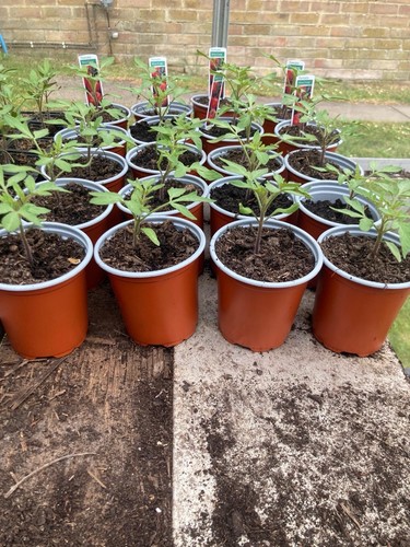 Tomato ailsa craig - craig, plants